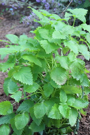 Meduňka lékařská citronová (Mellisa officinalis "Citronella")