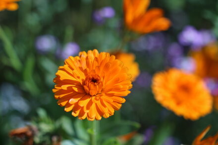 Měsíček lékařský (Calendula officinalis L.) 