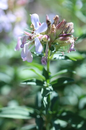 Mydlice lékařská (Saponaria officinalis)