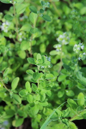 Oregáno-Dobromysl obecná (Origanum vulgare L.)