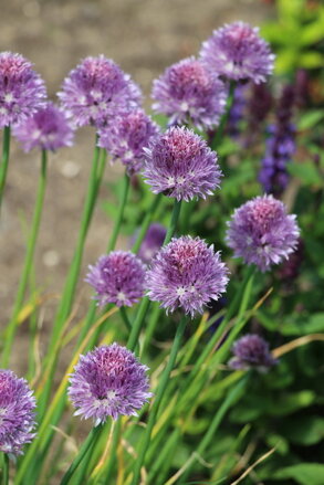 Pažitka pobřežní (Allium schoenoprasum)