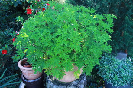 Pelargonie citronová (Pelargonium radens)