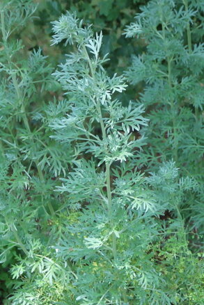 Pelyněk pravý (Arthemisia absinthium)