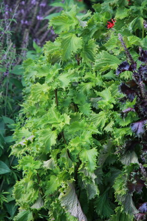 Perila křovitá zelená (Perilla frutescens)