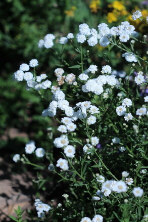 Řebříček bertám (Achillea ptarmica)