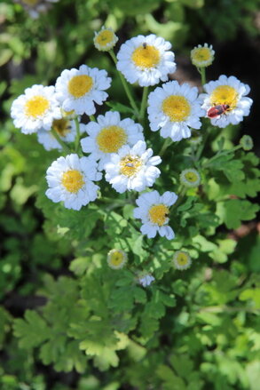 Řimbaba obecná (Pyrethrum parthenium)