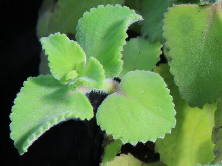 Rýmovník citrónový (Plectranthus amboinicus)