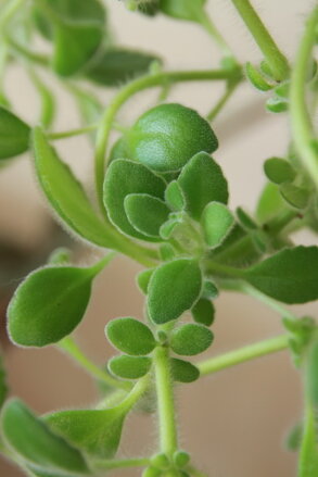 Rýmovník eukalyptový (Plectranthus montanus) 