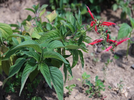 Šalvěj ananasová (Salvia rutilans Pino)