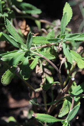 Šalvěj černá (Salvia mellifera) sušená (smotek na vykuřování)