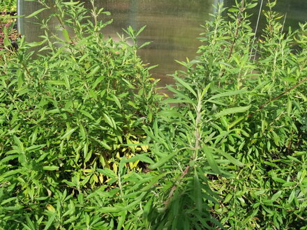 Šalvěj černá (Salvia mellifera)