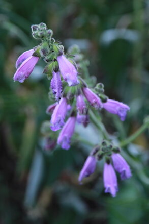 Šalvěj červenokořenná (Salvia miltiorrhiza) semena 20ks