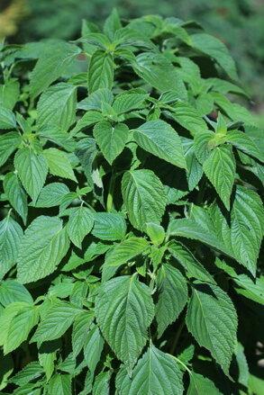 Šalvěj hispánská (Salvia hispanica) Chia semena 100ks