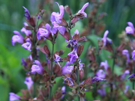 Šalvěj lékařská (Salvia officinalis) semena 50ks