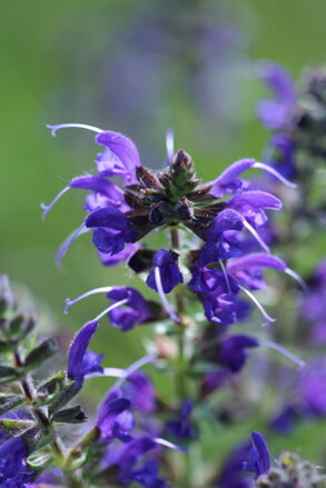 Šalvěj luční (Salvia pratensis)