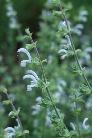 Šalvěj muškátová (Salvia sclarea) semena 50 ks