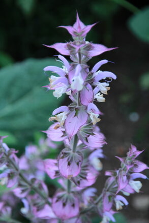 Šalvěj muškátová (Salvia sclarea)