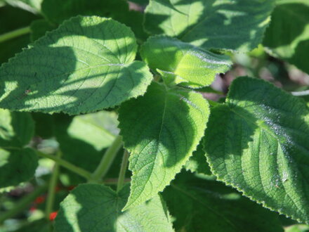 Šalvěj ovocná (Salvia dorisiana)