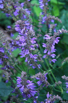 Šalvěj transylvánská (Salvia Transylvanica)