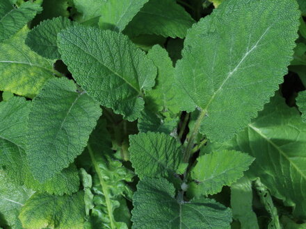 Šalvěj etiopská (Salvia aethiopis)