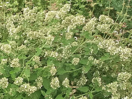 Šanta kočičí citronová (Nepeta cataria)