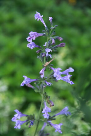 Šanta sibiřská (Nepeta sibirica)