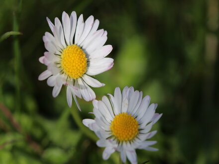 Sedmikráska obecná (Bellis perennis)