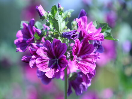 Sléz maurský (Malva mauritania)