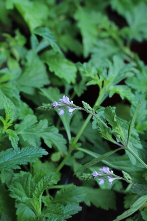 Sporýš lékařský (Verbena officinalis)