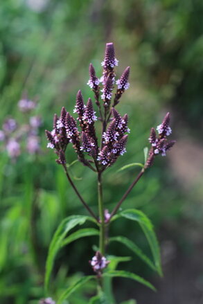 Sporýš šípový - Verbena hastata 