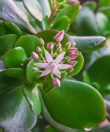 Tlustice (Crassula ovata)