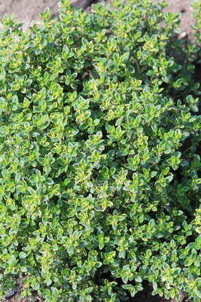 Tymián citronový (Thymus citrodorus)