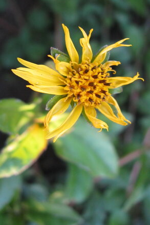 Vedélie (Wedelia Calendulacea)