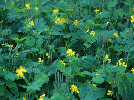 Vlaštovičník větší (Chelidonium majus)