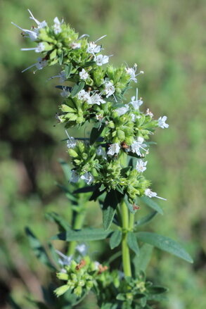 Yzop lékařský (Hyssopus Officinalis) - bílý