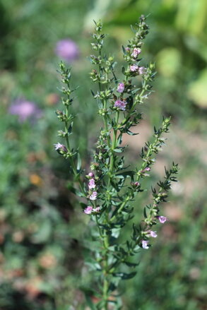 Yzop lékařský (Hyssopus Officinalis) - růžový semena 300 ks