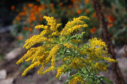 Zlatobýl obecný (Solidago virgaurea L.)