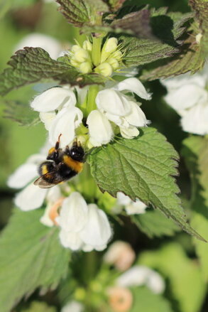 Hluchavka bílá (Lamium album L.)