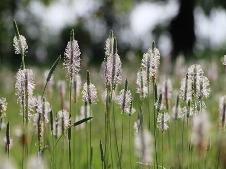 Jitrocel kopinatý (Plantago lanceolata)