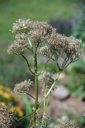 Kozlík lékařský (Valeriana officinalis)