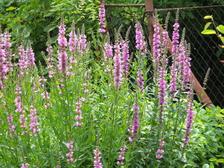 Kyprej vrbice (Lythrum salicaria)