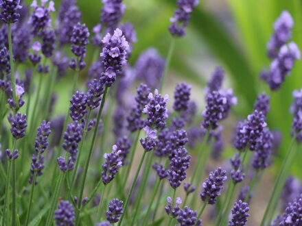 Levandule lékařská (Lavandula angustifolia) semena 100 ks