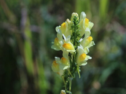 Lnice květel (Linaria vulgaris)