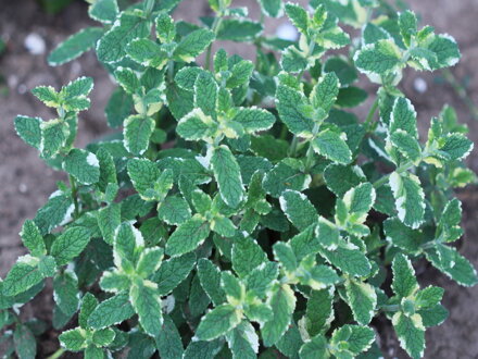 Máta ananasová (Mentha suaveolens "Variegata")