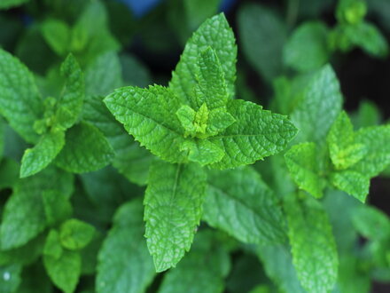 Máta jahodová (Mentha species, Almira)