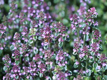 Mateřídouška citronová "Sambesi" (Thymus citriodorus "Sambesi")