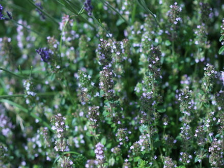 Mateřídouška obecná (Thymus serpyllum) 