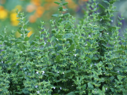 Meduňka lékařská (Melissa officinalis) semena 500 ks