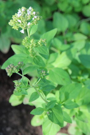 Oregano řecké (Origanum heracleoticum L.)