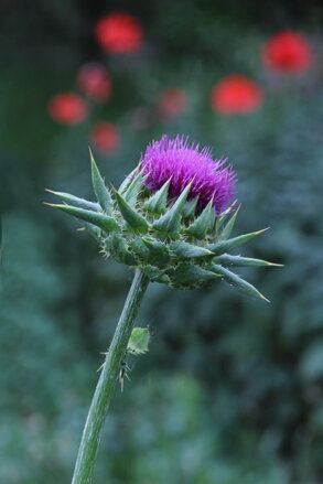 Ostropestřec mariánský (Silybum marianum)